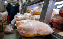 مرغ دوباره گران می شود؟