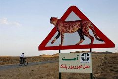 برای تردد یوزپلنگ ایرانی ۱۰ تصمیم در راستای ایمن‌سازی جاده میامی – سبزوار  در دستور کار قرار گرفت