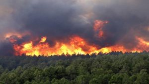 علیرغم تلاشها؛ آتش در جنگل های مریوان همچنان  شعله ور است