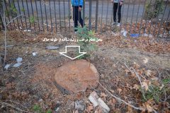 قطع ۲۲۰ درخت سرسبز در شهر صنعتی البرز بر سر اختلاف دو مالک/ پرونده به دستگاه قضایی رفت