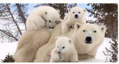روزهای سخت خرسهای قطبی! عدم امید به زندگی