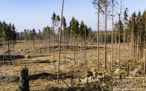 اولویت اول سازمان منابع طبیعی باید حفاظت از جنگل‌ها باشد، نه کاشت یک میلیارد درخت