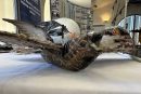آسیب فیلمبرداری پهپادی برای پرندگان جدی است و جان این گونه پرندگان را به خطر می اندازد