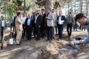 روند احیای درختان پارک جنگلی چیتگر با پیگیری‌های ویژه دادستان تهران آغاز شد
